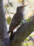 Northern Flicker